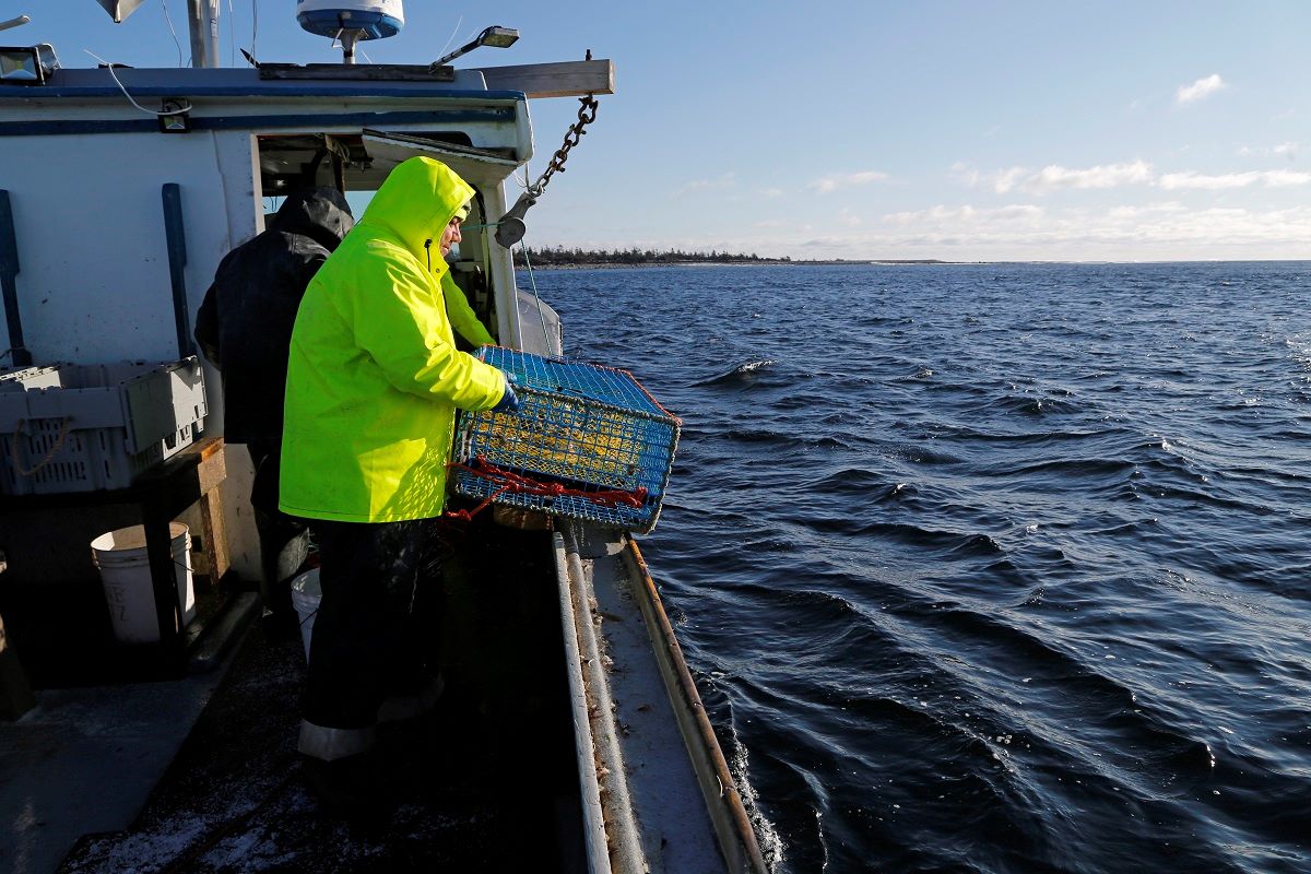 Lobster Fishing