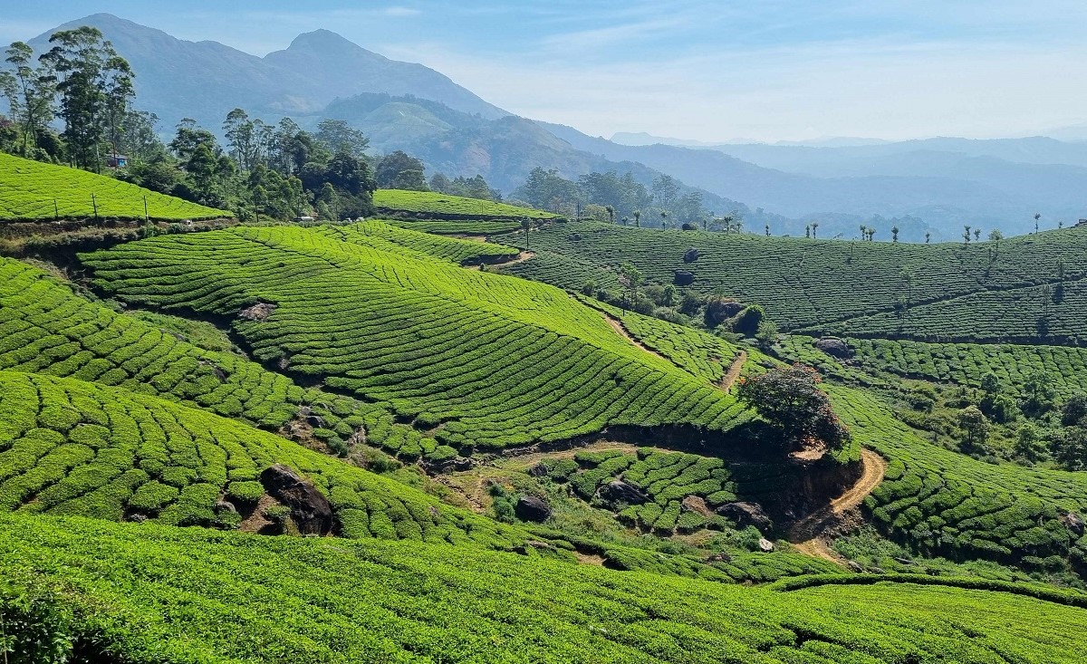 Tea plantation on the way to Munnar
