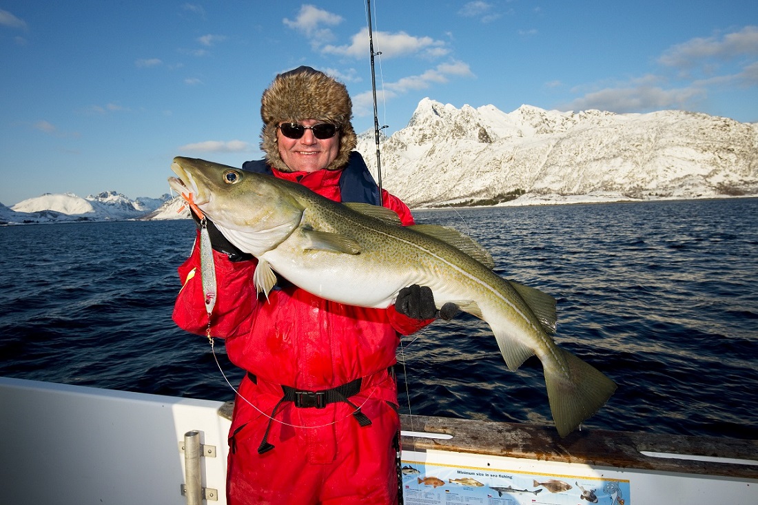 Winter fishing in Austnesfjorden Lofoten