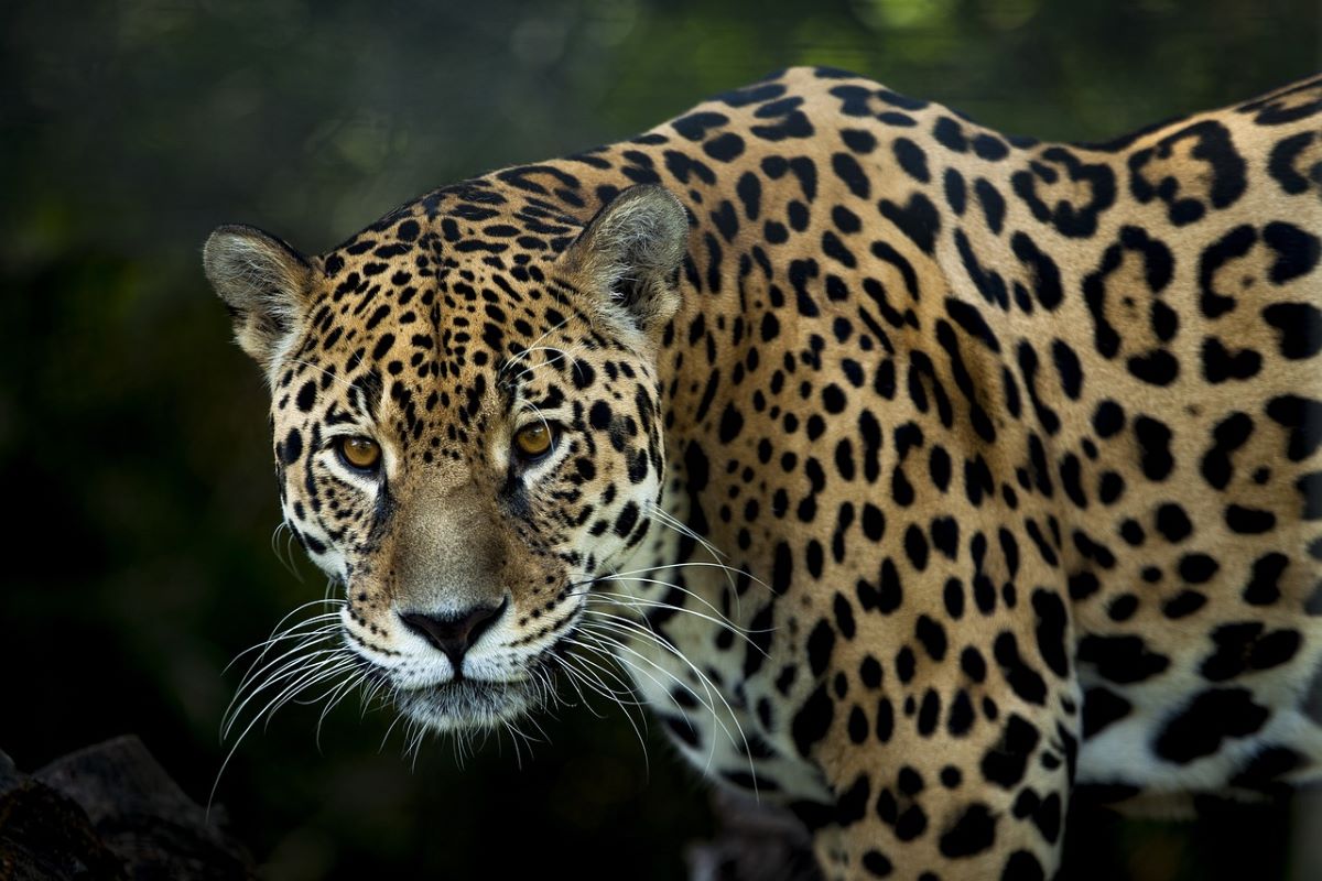 Jaguar cat