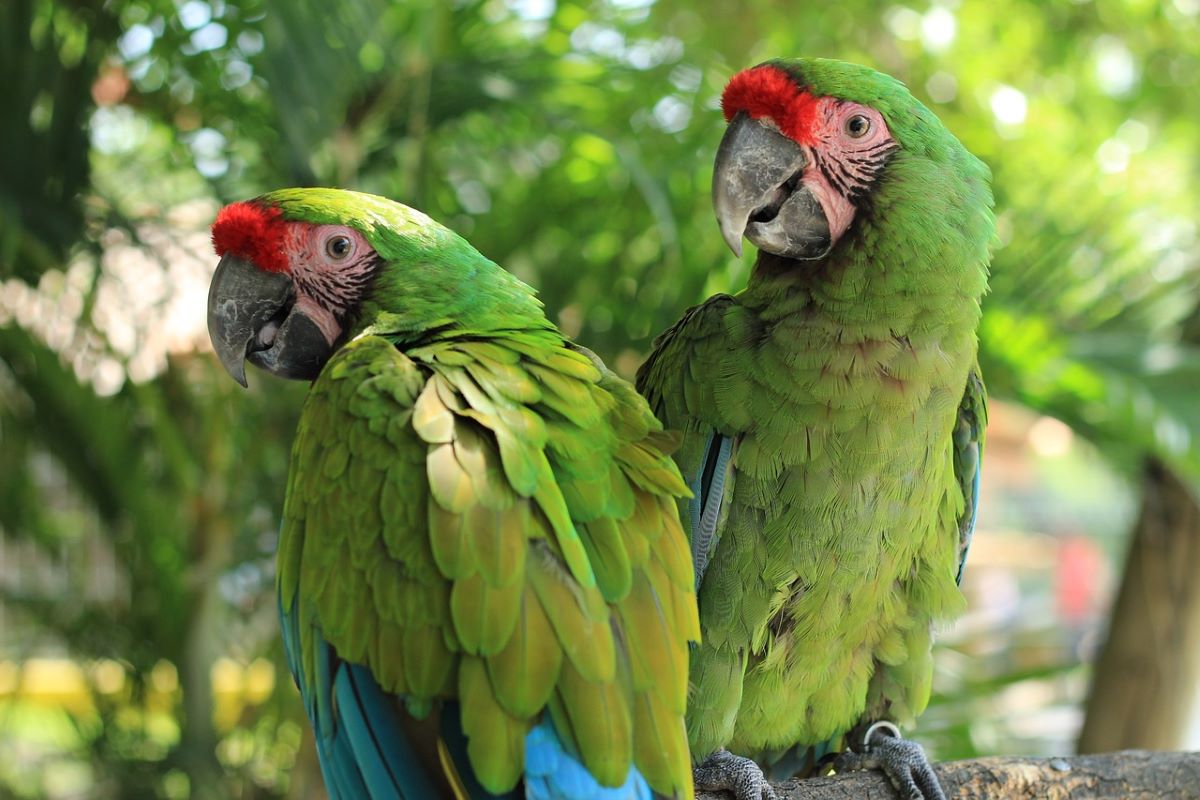 Green Macaw in Costa Rica