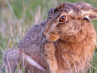 Wild Nature Hare Grooming