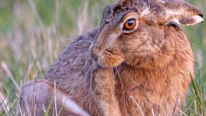 Wild Nature Hare Grooming