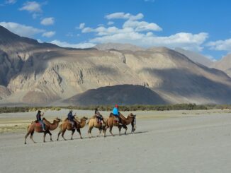 Ladakh camel ride