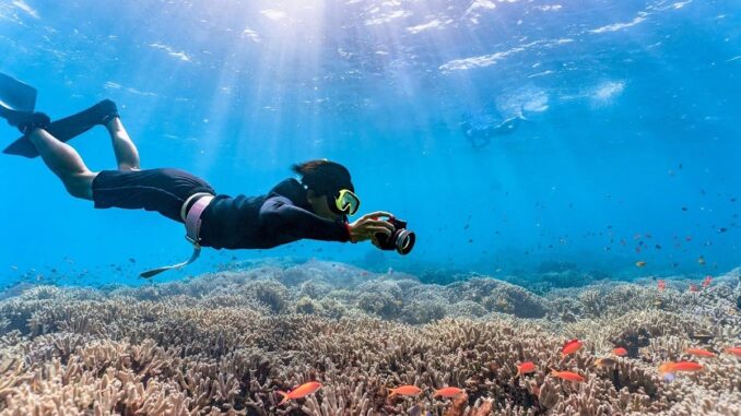 Coral diving
