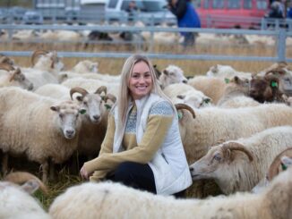 Icewear knitwear sweater and sheep