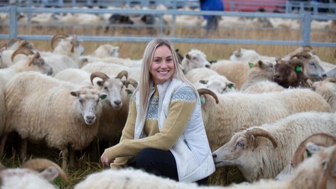 Icewear knitwear sweater and sheep