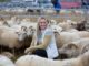 Icewear knitwear sweater and sheep