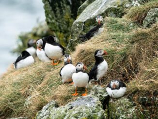 Puffins