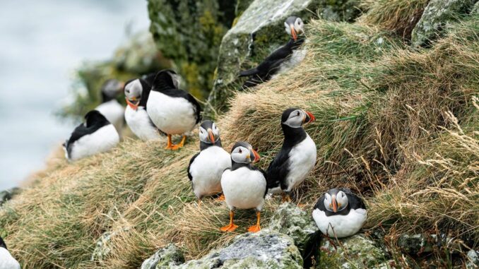 puffins Puffins