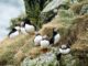 Puffins