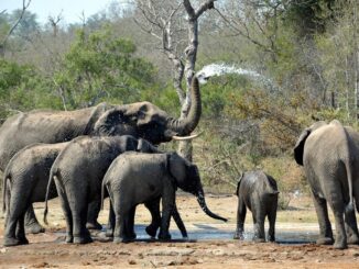 Elephants in Kruger National Park