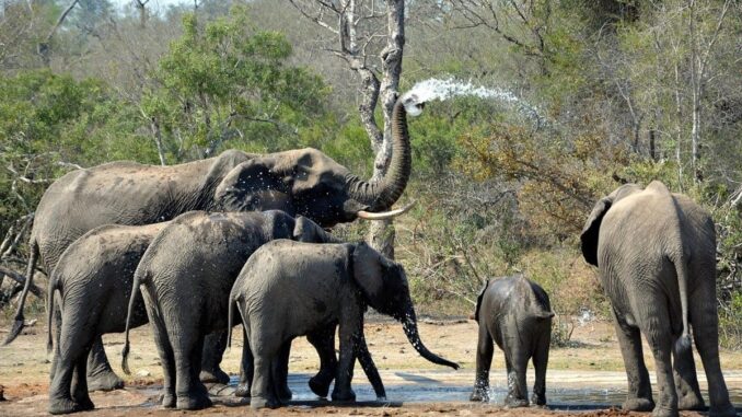 Elephants in Kruger National Park