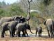 Elephants in Kruger National Park