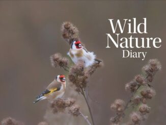 2026 Wild Nature Diary