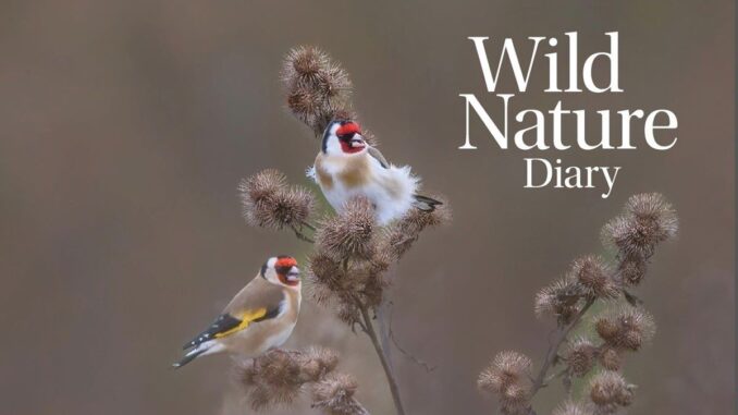 2026 Wild Nature Diary