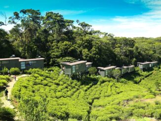 The Rainforest Ecolodge