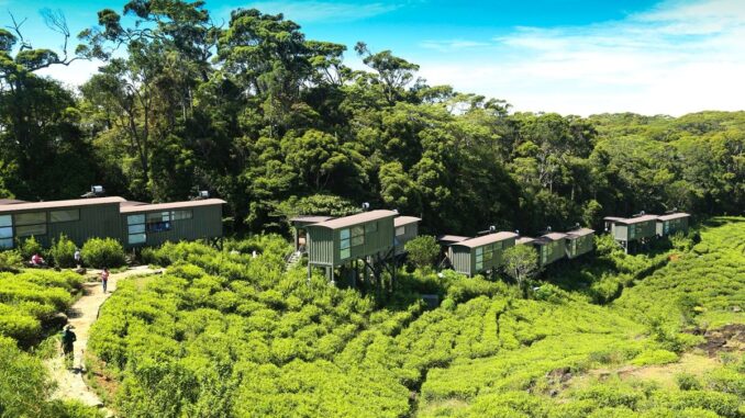 The Rainforest Ecolodge