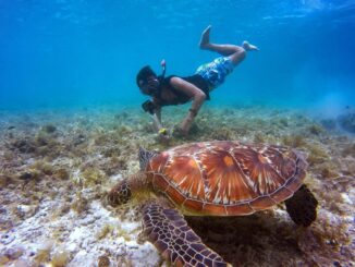 Snorkelling with turtle