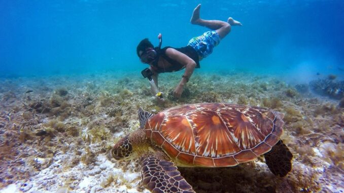 Snorkelling with turtle