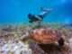 Snorkelling with turtle