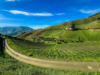 Douro Valley Vineyard