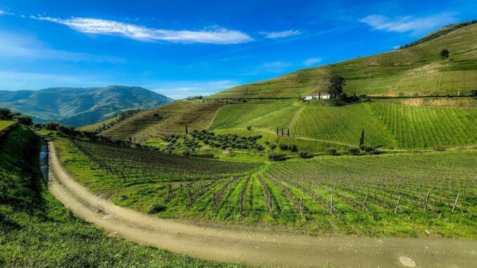 Douro Valley Vineyard