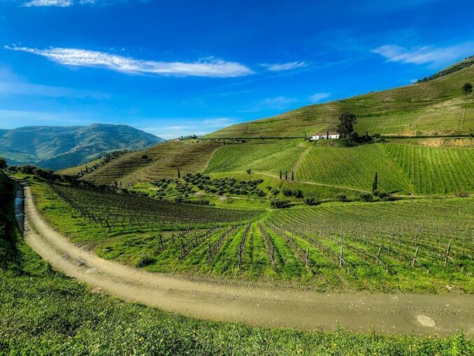 Douro Valley Vineyard