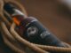 Mooncurser Cornish Spiced Rum