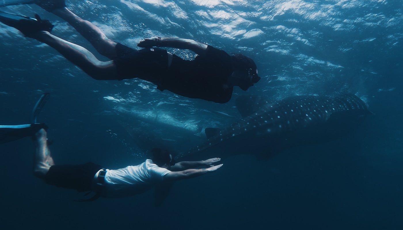 Swimming with sharks